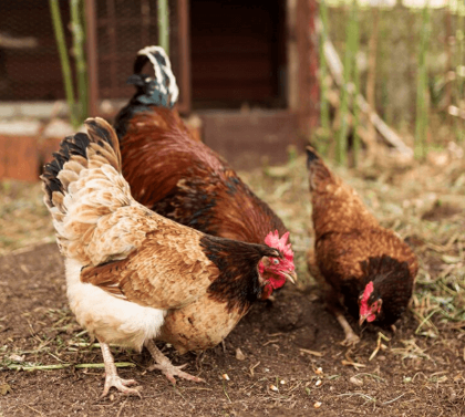 Can Backyard Chickens Spread Bird Flu to Humans?