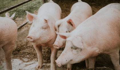 Scientists Transplant Pig Liver Into Human for the First Time